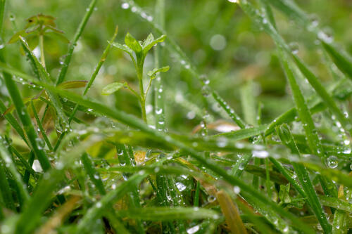 Macro dew 3